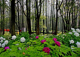 牡丹园