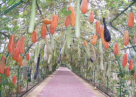 友谊林生态采摘园