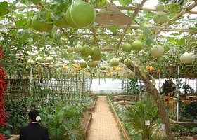 喜鹊登科生态农业观光园