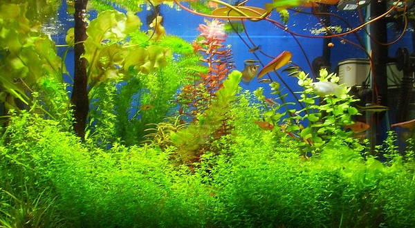 灿卫水族城