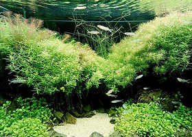 万昌水族·园林