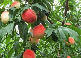 宝果园果品采摘基地