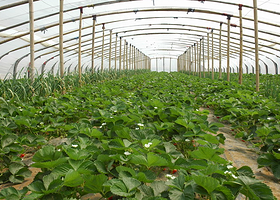雷家店子草莓采摘基地