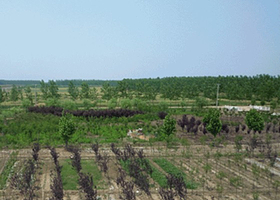 罗阳湿地休闲度假区