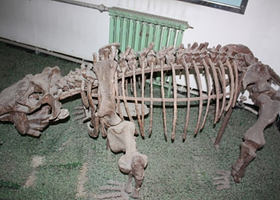 古爬行动物展区