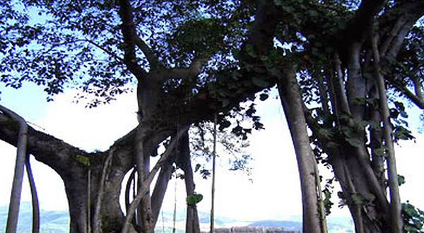 象形树
