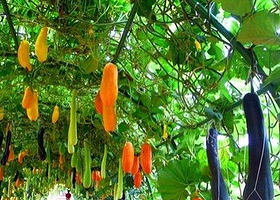 三农场自然生态园