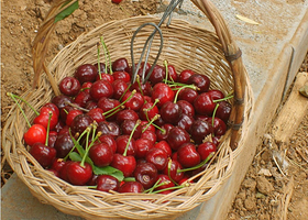 溪翁庄镇樱桃采摘园