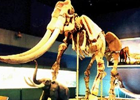 新生代淮河象化石厅