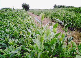 吴县高科技农业园