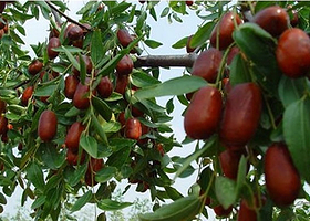 店子镇长红枣基地