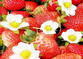 青岛夏庄菜盛源草莓采摘