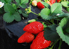 北京树峰种植园