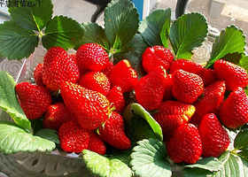 世纪龙地草莓园