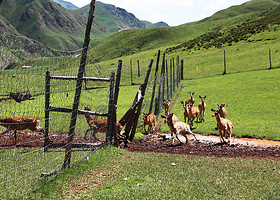 祁连鹿场--已下线