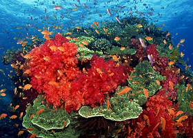 缤纷珊瑚岛