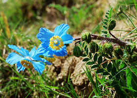 珍稀植物自然保护区