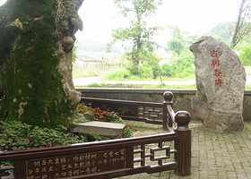 古树吞碑