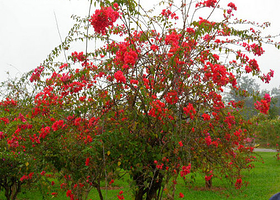 古火山次生林植物园
