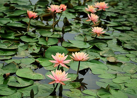 荷塘印象天府辣椒