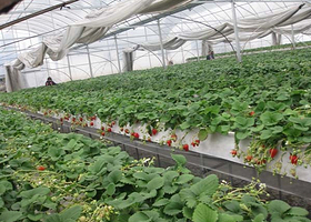 双流艺海美地草莓采摘