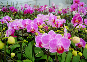 向应镇兰花基地