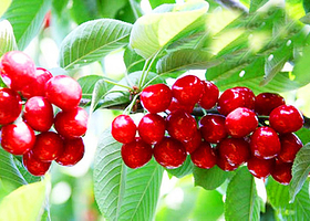 花都樱桃观光采摘游