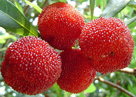 半山杨梅樱桃采摘基地