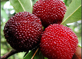 慈溪市圈圈杨梅生态观光园