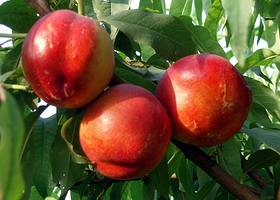 大芦荡观光采摘园