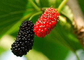 金地生态农业观光园