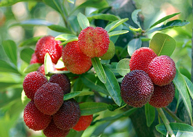 仙居外滩杨梅园