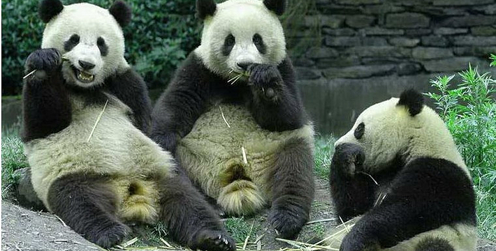 我是杨家坪的人,我想说的是,比永川那个野生动物园好很多,第一,性价比真的不是一般景区能比,可以说是最低的景区,票价才20旺季才30,你在那里找这个价格?还有现在里面基本上不会另外收费了?除了吃饭,喂动物,儿童游玩等。第二有人说环境,我只能说都差不多,有动物的地方都那样。第三,里面动物齐全,科普很重要,包括后来修的恐龙园,里面评论居然还有人说动物不全的,我也是醉了。可能他都没有见过山魈,这个居然有人说是山葵,自己知识不够还怪别人。第四,交通超方便,轻轨2号线,很多路公交车都到那里。最后不好的地方就是,动物园