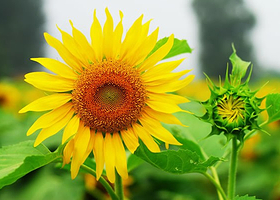 月牙湾乡村花田