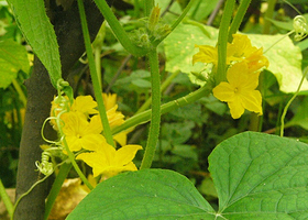 原蔬味现代农业展览馆