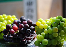 苏州采香泾生态园葡萄采摘