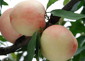 阳山水蜜桃采摘基地