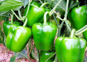 万宝草莓果蔬园