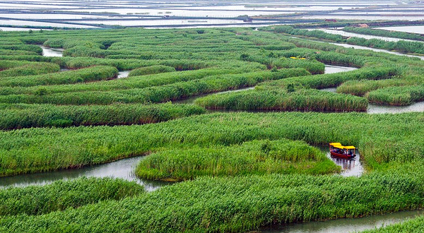 水上芦荡迷宫