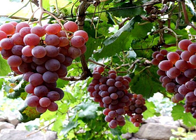 泰山蔬菜采摘观光旅游区