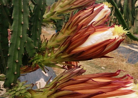 动感山溪生态果庄