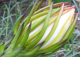 福源果场火龙果美食节