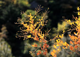 云蒙山国家森林公园