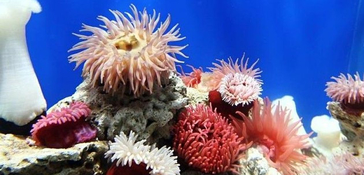 天津极地海洋馆门票,天津极地海洋馆门票预订