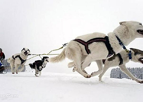 第八届南宫冰雪嘉年华