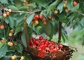 枣香村生态旅游观光园