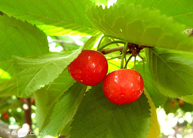 顺彩新特果林中心