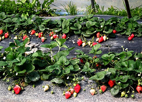 三中惠农草莓采摘园