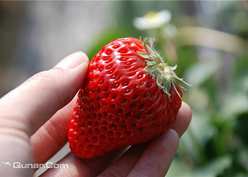 老叶家草莓采摘园