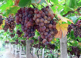 东坝野生葡萄田园风光